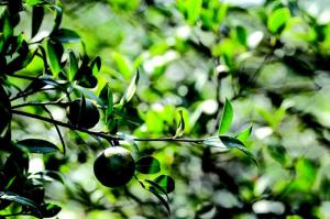 茶農(nóng)告訴你油茶如何施復(fù)合肥！油茶復(fù)合肥施肥技術(shù)在這里！